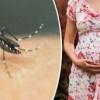 Adult Mosquitoes Can Pass Zika to Offspring, Study Suggests
