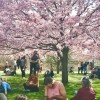 Cherry Blossom Watch at Jackson Park