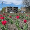 Washington Park Vacant Lot is Blooming