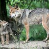 Mexican Wolf Pup at Brookfield Zoo Named