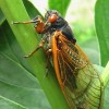 Safety Tips for Pets During Cicada Season