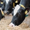 IDOA & IDPH Monitoring H5N1 Influenza in Dairy Cattle