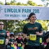 Falta un Mes para la Carrera del Zoológico de Lincoln Park Zoo