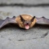 IDPH Reports Discovery of First Two Rabid Bats of 2024