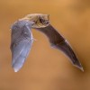 IDPH informa el descubrimiento de los dos primeros murciélagos rabiosos de 2024