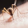 West Nile Virus Found in Mosquitos and Birds in 13 Illinois Counties; IDPH Warns Public to “Fight the Bite”