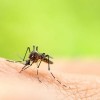 Encuentran el Virus del Nilo Occidental en Mosquitos y Aves en 13 Condados de Illinois; IDPH Advierte al Público “Evita el Piquete”